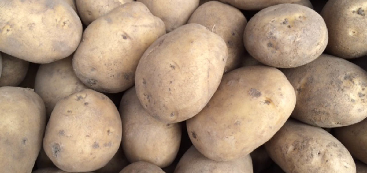 Agrea Potato aardappelcontract