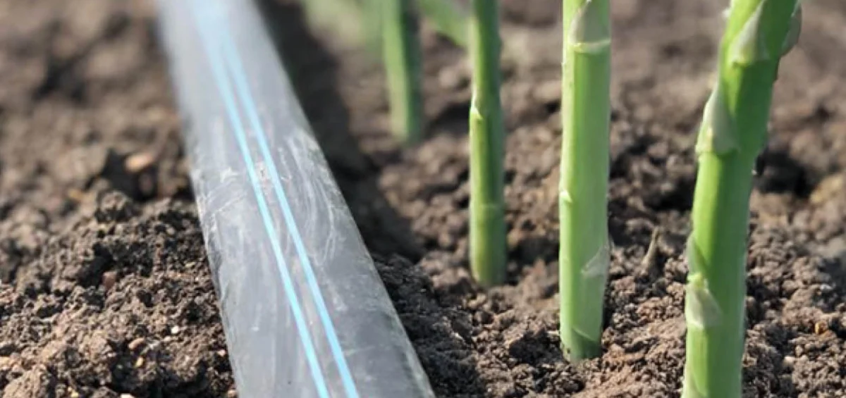 Agrea Tuinbouw Asperge Loof Toro Aqua-Traxx